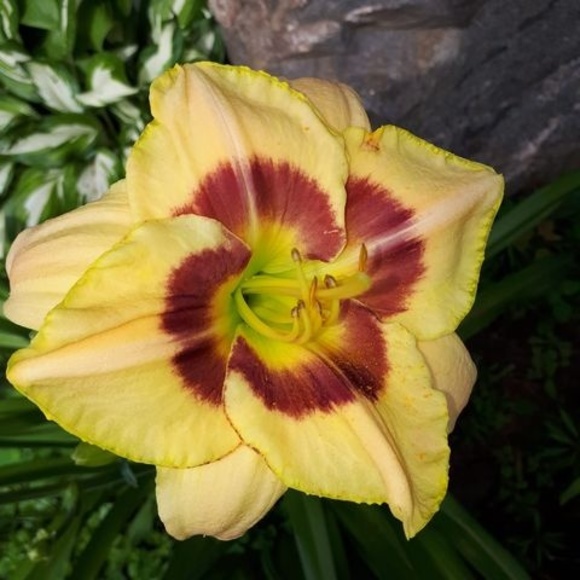 Meet your Posher, Sharron - Picture 1 of 1